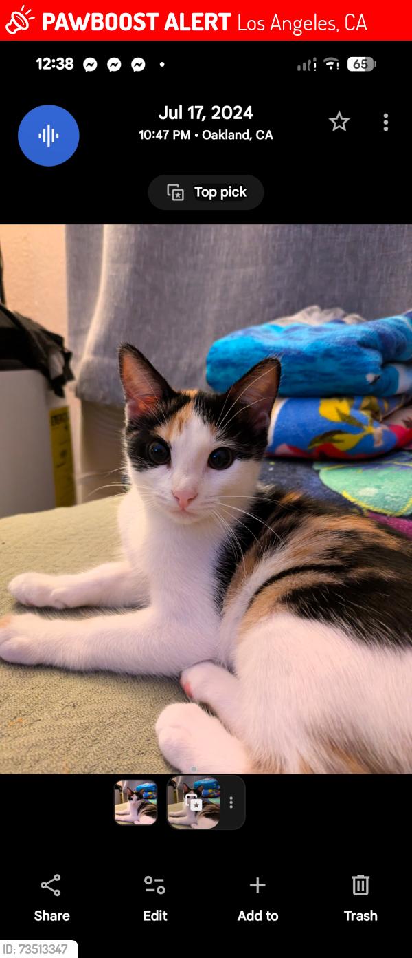Lost Female Cat last seen w Manchester s figoura los Angeles ca, Los Angeles, CA 90044