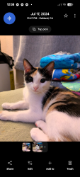Lost Female Cat last seen w Manchester s figoura los Angeles ca, Los Angeles, CA 90044