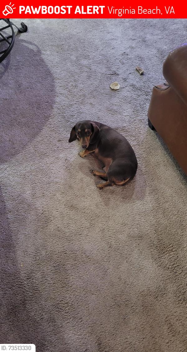 Lost Male Dog last seen Park on Arteasia in Lagomar subdivision, Virginia Beach, VA 23456