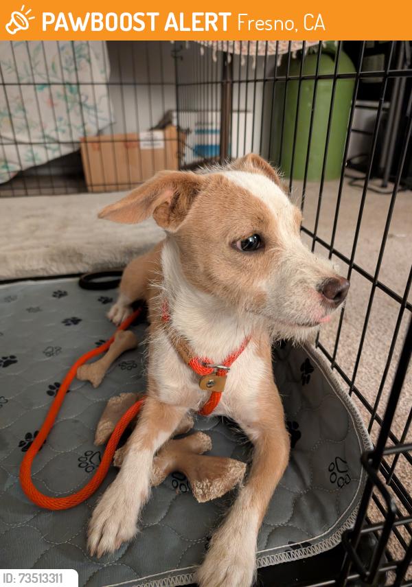 Found/Stray Female Dog last seen Shaw/First, near the Denny's., Fresno, CA 93710