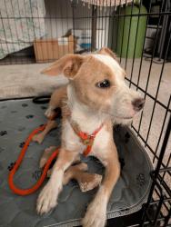 Found/Stray Female Dog last seen Shaw/First, near the Denny's., Fresno, CA 93710