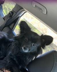Reunited Male Dog last seen Chase and Avocado, El Cajon, CA 92020