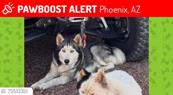 Lost Male Dog last seen 59th mcdowell, Phoenix, AZ 85035