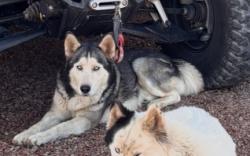 Lost Male Dog last seen 59th mcdowell, Phoenix, AZ 85035