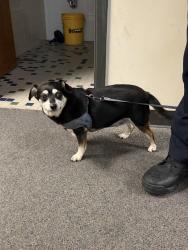 Found/Stray Male Dog last seen E Harry St and S Logan Pass, Andover, KS 67002