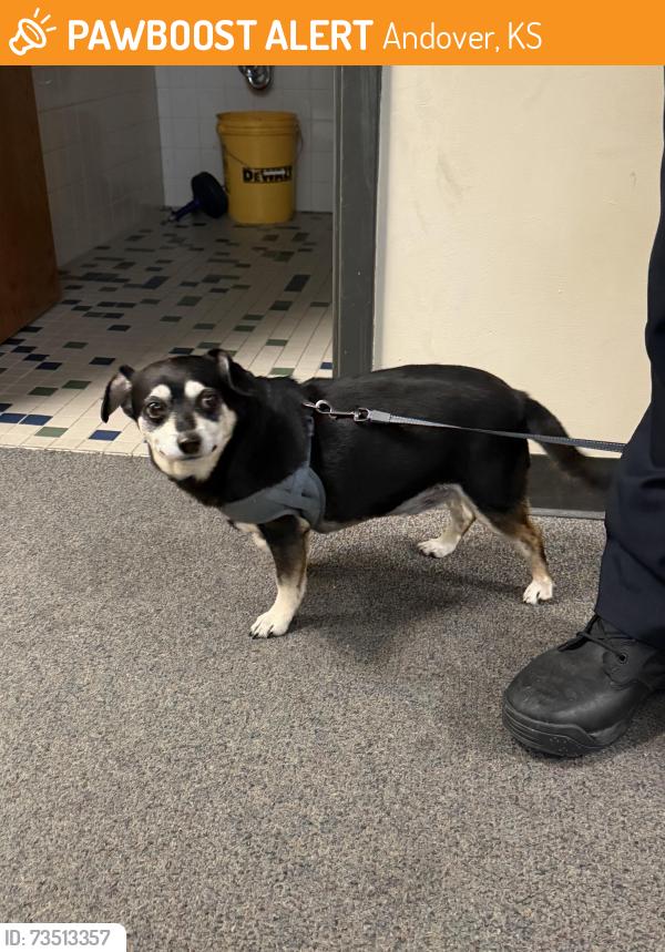 Found/Stray Male Dog last seen E Harry St and S Logan Pass, Andover, KS 67002