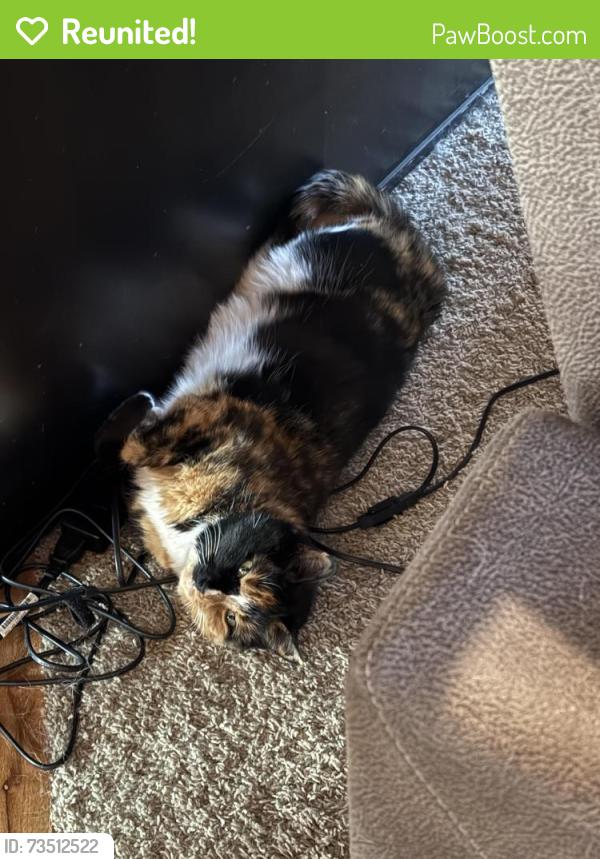 Reunited Female Cat last seen Saddle Ridge, Cheyenne, WY 82001
