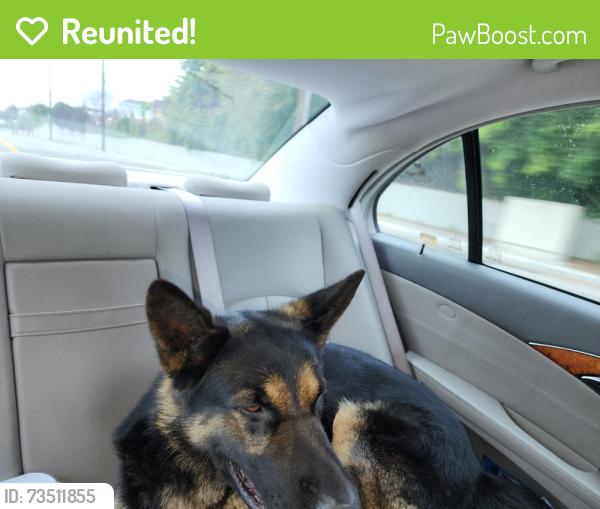Reunited Male Dog last seen Olympiad and Presidio Drive in view Park, View Park-Windsor Hills, CA 90043