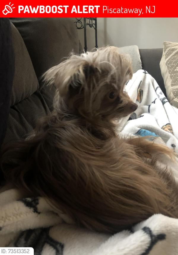Lost Male Dog last seen Rock ave Piscataway, Piscataway, NJ 08854
