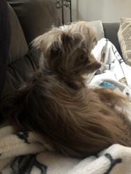 Lost Male Dog last seen Rock ave Piscataway, Piscataway, NJ 08854