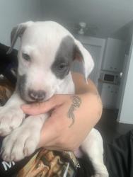 Lost Female Dog last seen Buena vista st and Thornton st hemet, Hemet, CA 92543