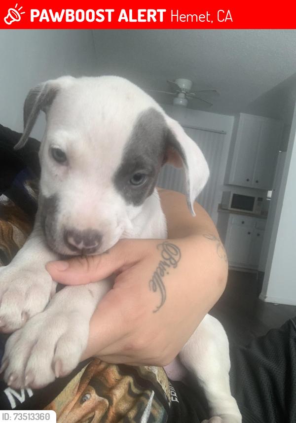 Lost Female Dog last seen Buena vista st and Thornton st hemet, Hemet, CA 92543