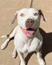 Reunited Female Dog last seen Larkin Valley and White Road, Watsonville, CA 95076