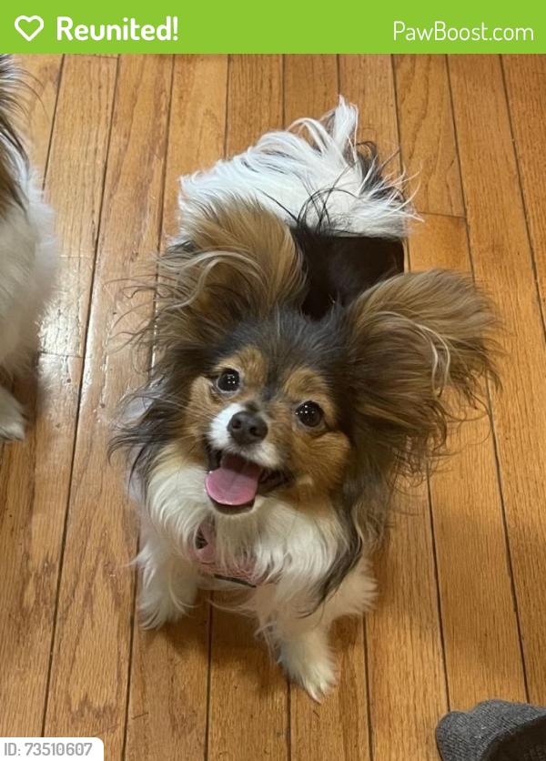 Reunited Female Dog last seen Kersey Rd & Orchard Way N, Rockville, MD 20854