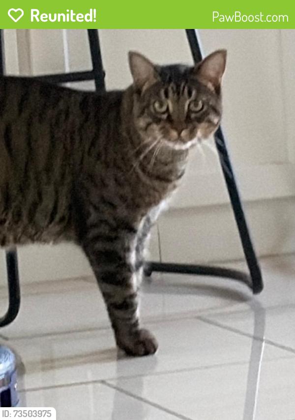 Reunited Male Cat last seen Near Emerald Clover, Irvine, CA 92620