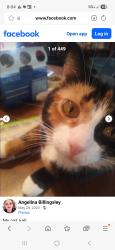 Lost Female Cat last seen Near and doyle, Rusk, TX 75785
