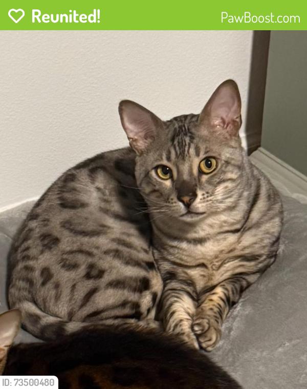 Reunited Male Cat last seen Meandering way and hidden fort ct, Roseville, CA 95747
