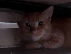 Found/Stray Unknown Cat last seen Nearby the elementary school of the location, Santa Ana, CA 92707