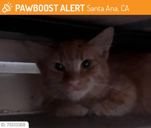 Found/Stray Unknown Cat last seen Nearby the elementary school of the location, Santa Ana, CA 92707
