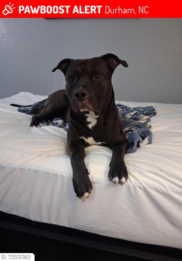 Lost Male Dog last seen Mt. Moriah and hwy 501, Durham, NC 27707