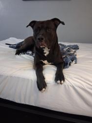 Lost Male Dog last seen Mt. Moriah and hwy 501, Durham, NC 27707