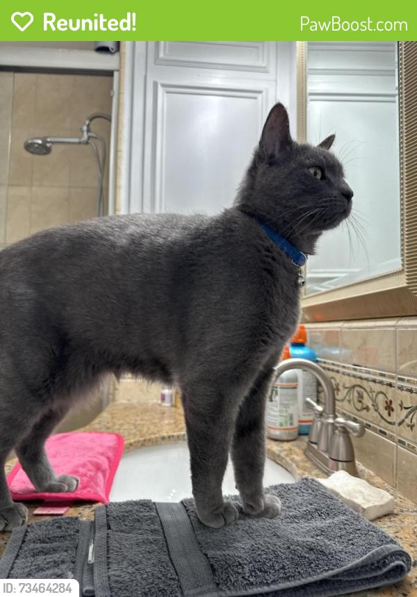 Reunited Male Cat last seen Meridian Drive and Blossom Hill, San Jose, CA 95118