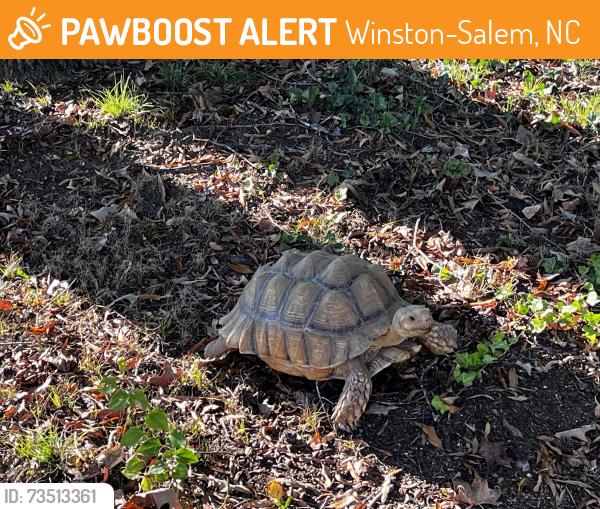 Found/Stray Unknown Other last seen Bridgton Rd near entrance to Wiltshire golf course, Winston-Salem, NC 27108