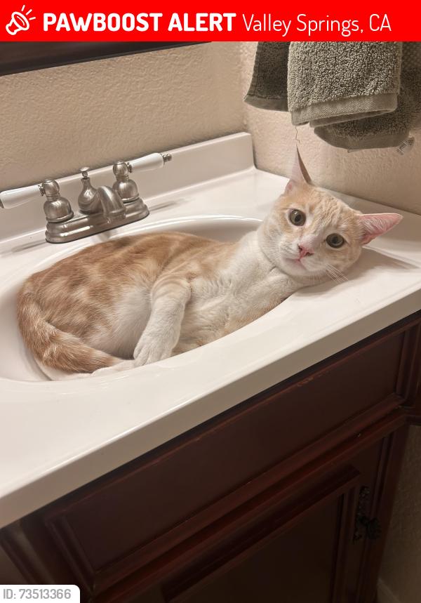 Lost Male Cat last seen Mittleman Ct & Holmquist Ln, Valley Springs, CA 95252