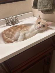 Lost Male Cat last seen Mittleman Ct & Holmquist Ln, Valley Springs, CA 95252