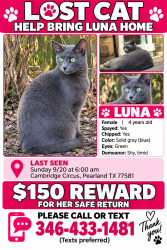 Lost Female Cat last seen Westminster, Pearland, TX 77581