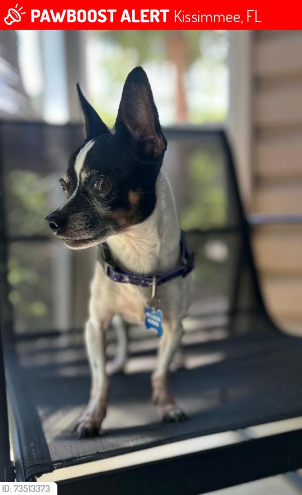 Lost Male Dog last seen Kissimmee do, Kissimmee, FL 34741