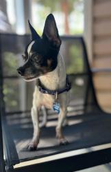 Lost Male Dog last seen Kissimmee do, Kissimmee, FL 34741