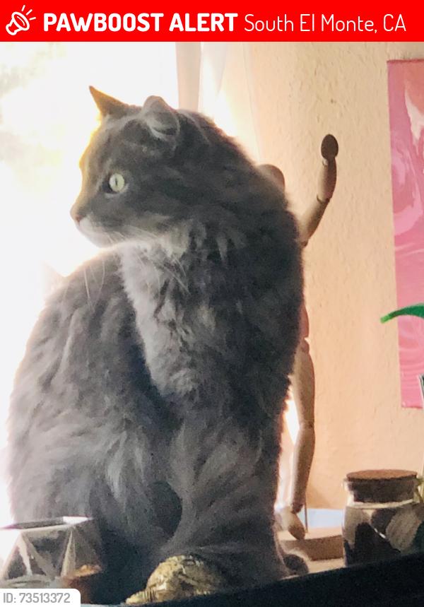 Lost Male Cat last seen Penn Mar Ave, South El Monte, CA 91733