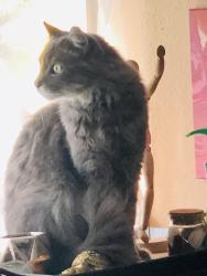 Lost Male Cat last seen Penn Mar Ave, South El Monte, CA 91733