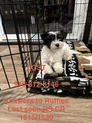 Reunited Female Dog last seen FM 2737, Rains County, TX 75472