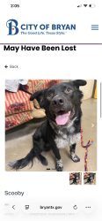 Found/Stray Male Dog last seen Osborn Ln and the access road to highway 6, Bryan, TX 77803