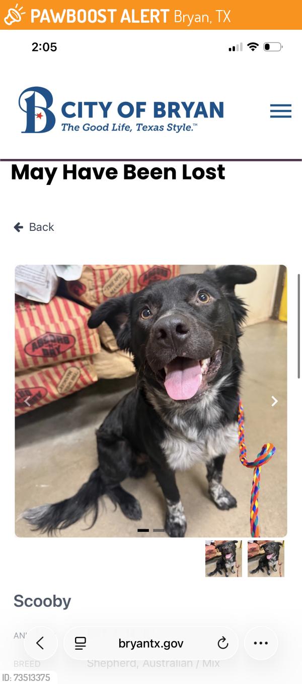Found/Stray Male Dog last seen Osborn Ln and the access road to highway 6, Bryan, TX 77803