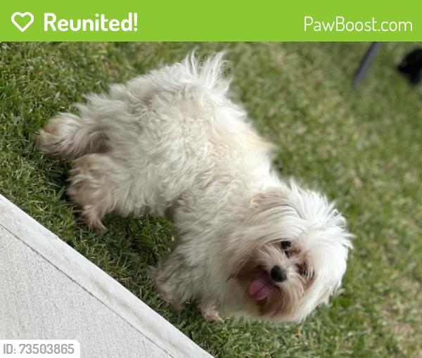 Reunited Male Dog last seen Carpenter’s landing/ wallisville rd./ Einstein Bros bagel, Houston, TX 77049