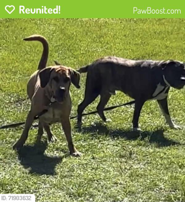 Reunited Male Dog last seen West New York ave Deland, DeLand, FL 32720