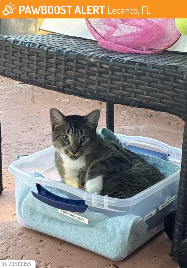 Found/Stray Male Cat last seen E. Buckingham drive in Lecanto, Lecanto, FL 34461