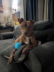 Reunited Male Dog last seen Emerson Garfield area near Maple and nw blvd, Spokane, WA 99205