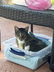 Found/Stray Male Cat last seen E. Buckingham drive in Lecanto, Lecanto, FL 34461