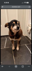 Found/Stray Unknown Dog last seen Wickchester lane, Houston, TX 77079