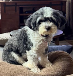 Reunited Female Dog last seen Sonoma Blvd, Vallejo, CA 94590