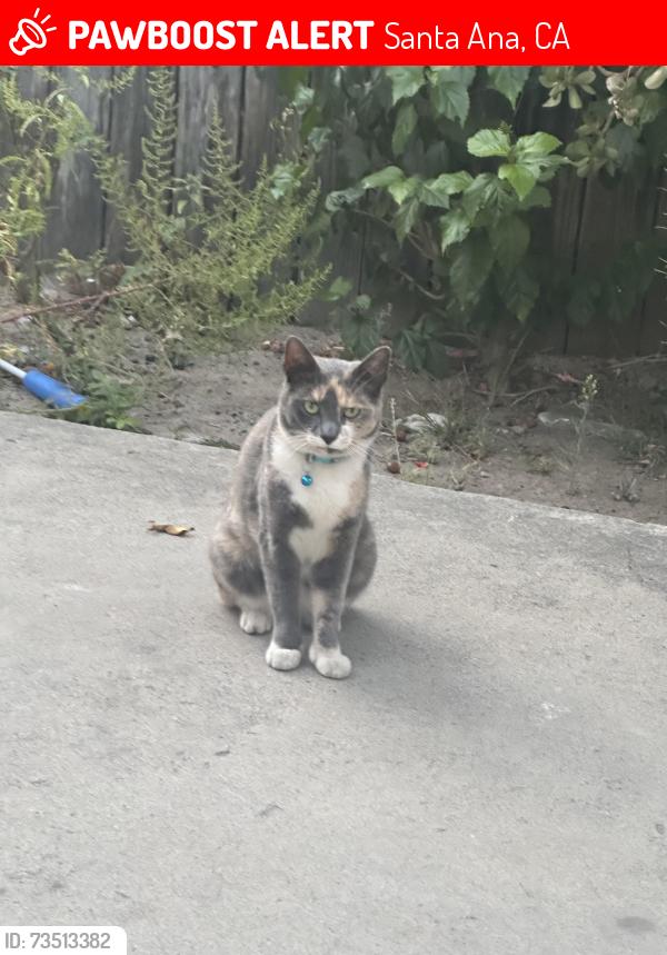 Lost Female Cat last seen Edward B Cole Academy, Santa Ana, CA 92701