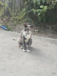 Lost Female Cat last seen Edward B Cole Academy, Santa Ana, CA 92701