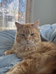Reunited Male Cat last seen State street, Appleton, WI 54911