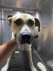 Shelter Stray Male Dog last seen Elm Grove Road, BUDA, TX, 78610, 7201 Levander Loop bldg a, Austin, TX 78702, USA