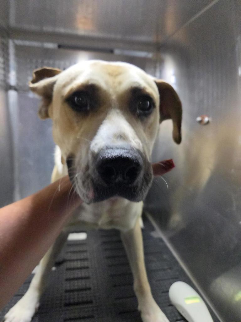 Shelter Stray Male Dog last seen Elm Grove Road, BUDA, TX, 78610, 7201 Levander Loop bldg a, Austin, TX 78702, USA