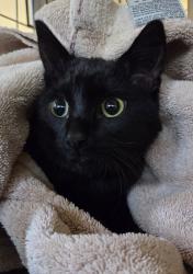 Shelter Stray Male Cat last seen Apt 44,7401 NE 18th Street, VANCOUVER, WA, 98661, 1100 NE 192nd Ave, Vancouver, WA 98684, USA